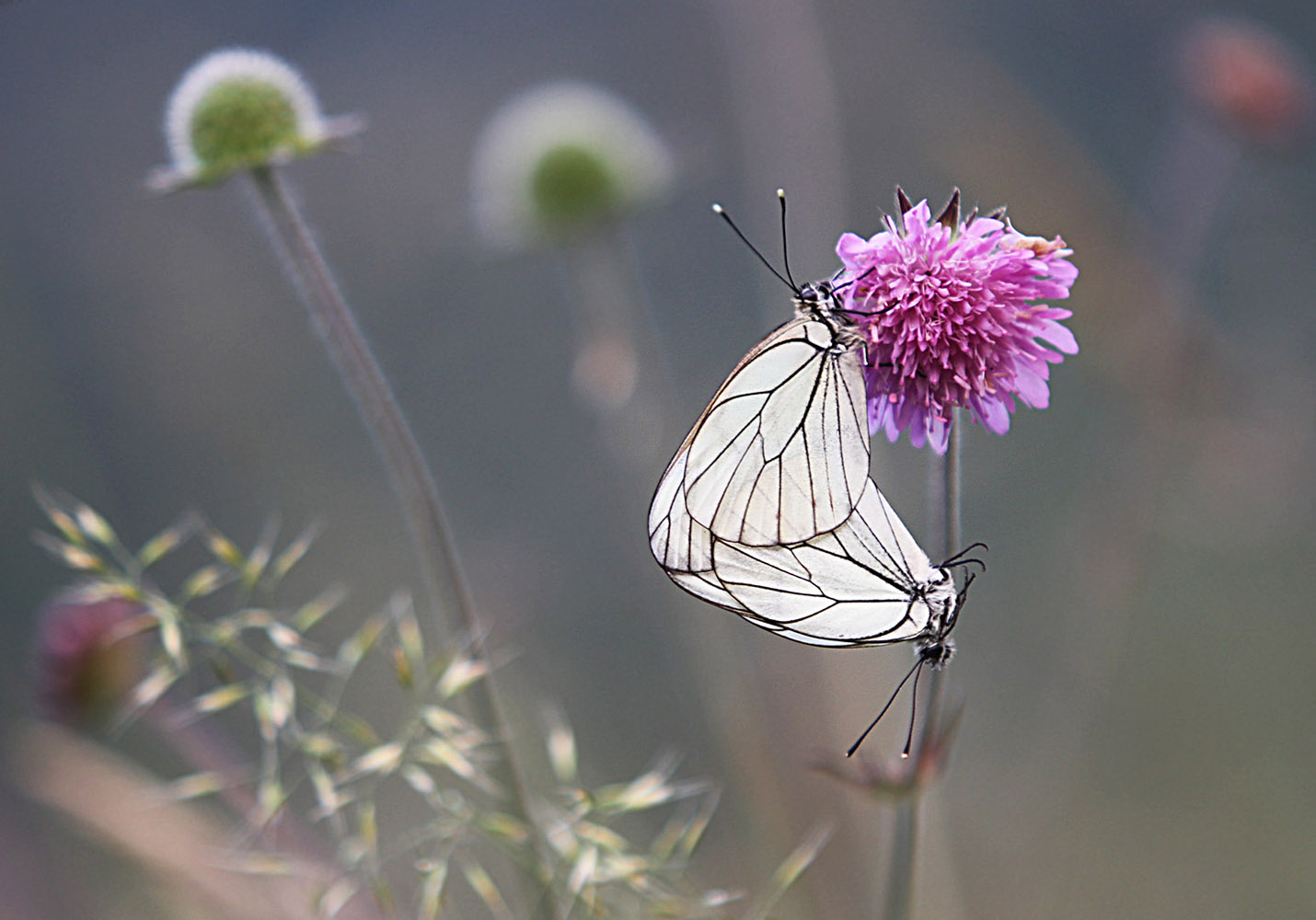Jelena Djurdjevic - Butterflies in love